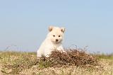 CHIEN FINNOIS DE LAPONIE 328